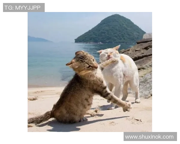 足球明星与他的猫咪日常生活的温馨故事分享 足球明星与他的猫咪日常生活的温馨故事分享